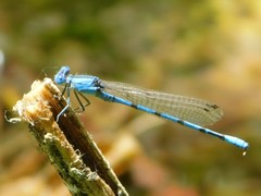 Argia agrioides