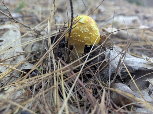 Yellow American Blusher