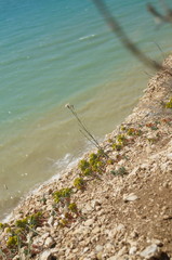 Dianthus marschallii