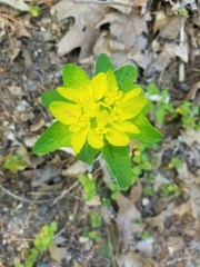 Helioscopia
