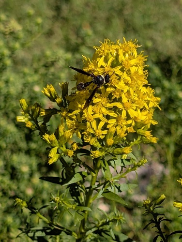 Fraternal Potter Wasp