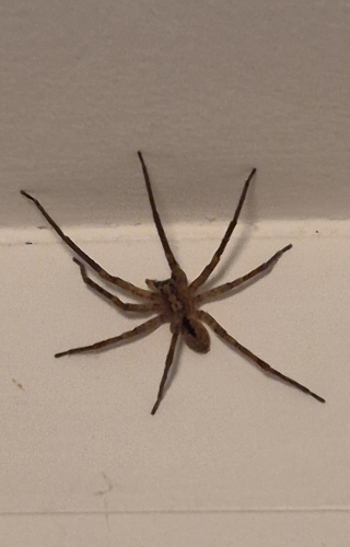 Mediterranean Spiny False Wolf Spider