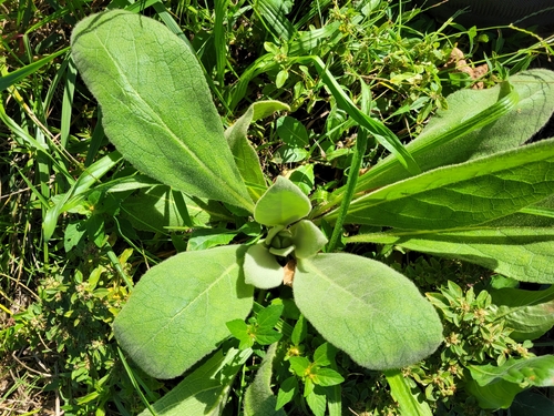 great mullein