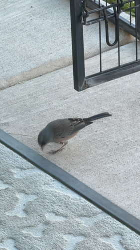 Dark-eyed Junco