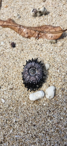 Echinometra oblonga observed 2026-10-05