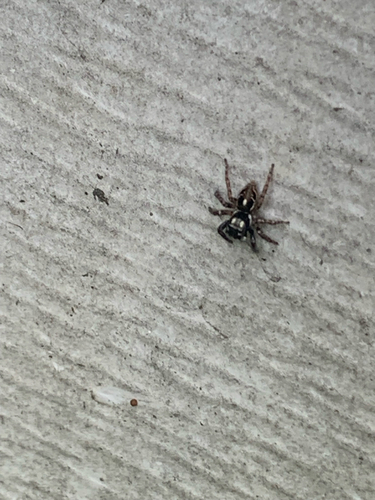 Twin-flagged Jumping Spider