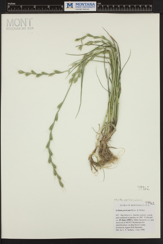Persian ryegrass (Lolium persicum)