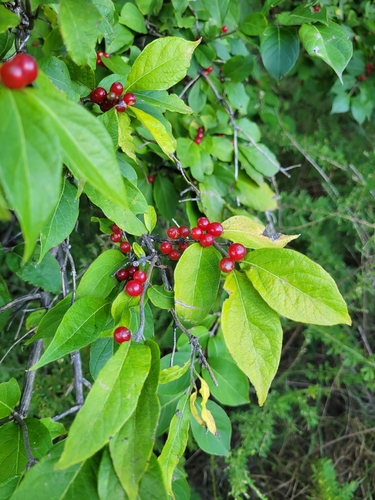 Amur honeysuckle