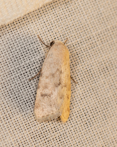 Leucocnemis perfundis