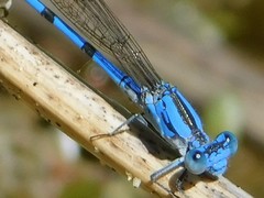Argia agrioides