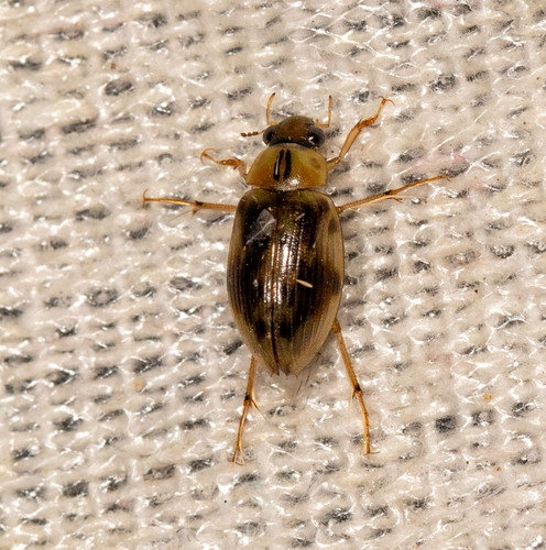 Berosus miles