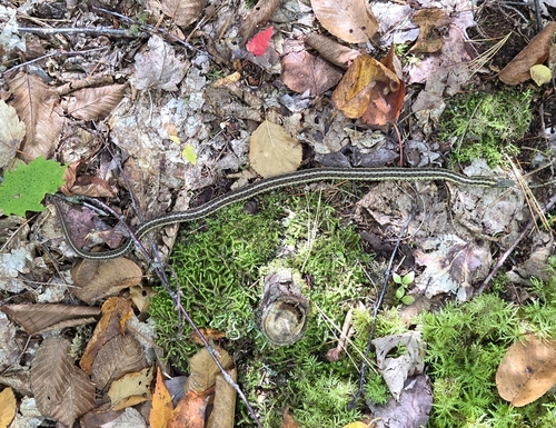 Common Garter Snake