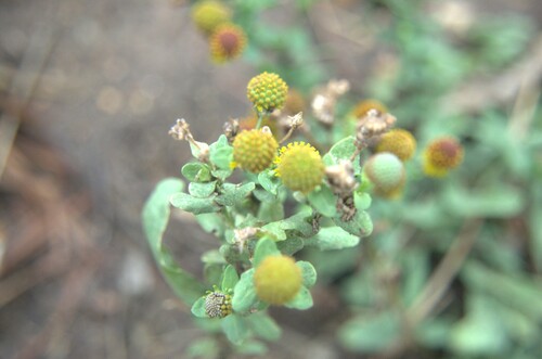 Smallhead Sneezeweed