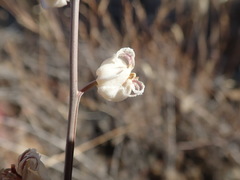 Streptanthus glandulosus albidus