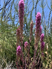 Castilleja exserta