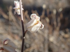 Streptanthus glandulosus albidus