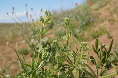 Galium tricornutum