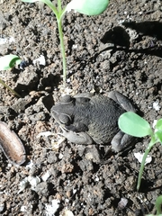 Rhinella granulosa