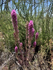 Castilleja exserta