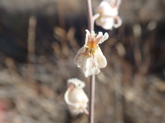 Streptanthus glandulosus albidus