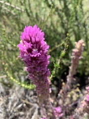 Castilleja exserta