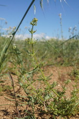 Galium tricornutum