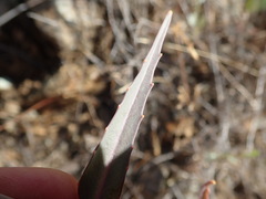 Streptanthus glandulosus albidus