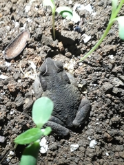 Rhinella granulosa
