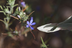 Eriastrum sapphirinum
