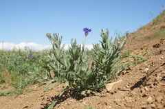 Centaurea depressa