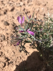 Rhinotropis subspinosa