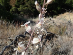 Streptanthus glandulosus albidus