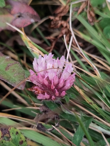 Red Clover