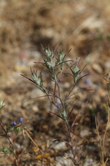 Eriastrum sapphirinum