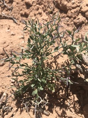 Rhinotropis subspinosa