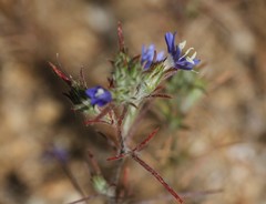 Eriastrum sapphirinum