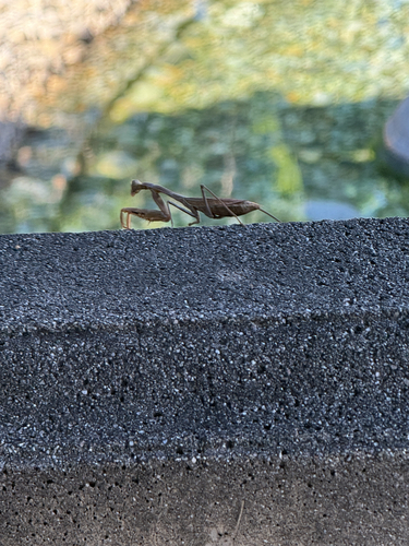 Arizona Mantis