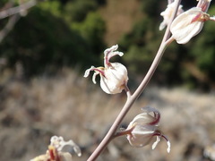 Streptanthus glandulosus albidus