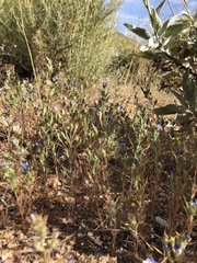 Eriastrum sapphirinum