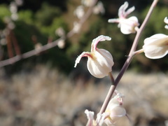Streptanthus glandulosus albidus