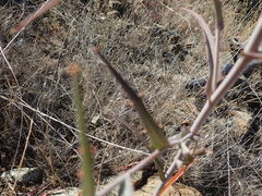 Streptanthus glandulosus albidus