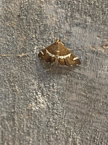 Hawaiian Beet Webworm Moth