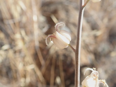 Streptanthus glandulosus albidus