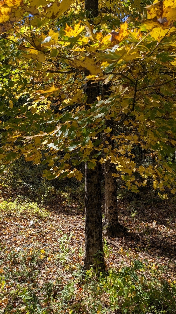 A young sugar maple in open woods, its leaves mostly yellow with some still green.
