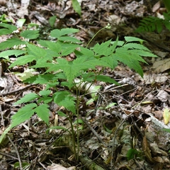 Actaea pachypoda