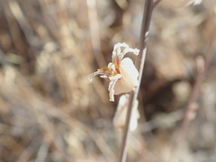 Streptanthus glandulosus albidus