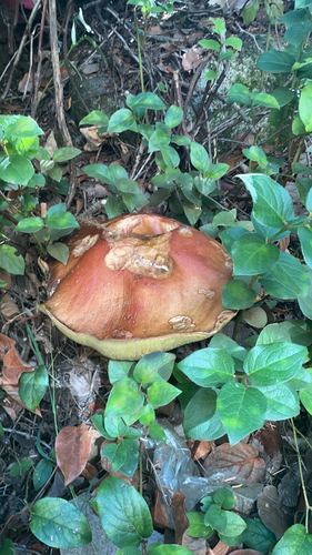King Bolete