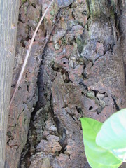 Erythrina rubrinervia