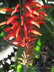 Erythrina rubrinervia
