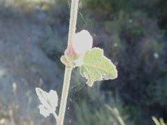 Malacothamnus hallii